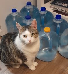 alt text = a gray and white cat